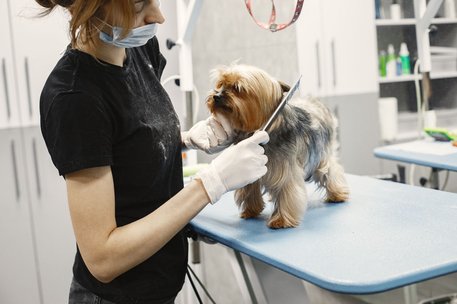 Gentle brushing during a grooming appointment
