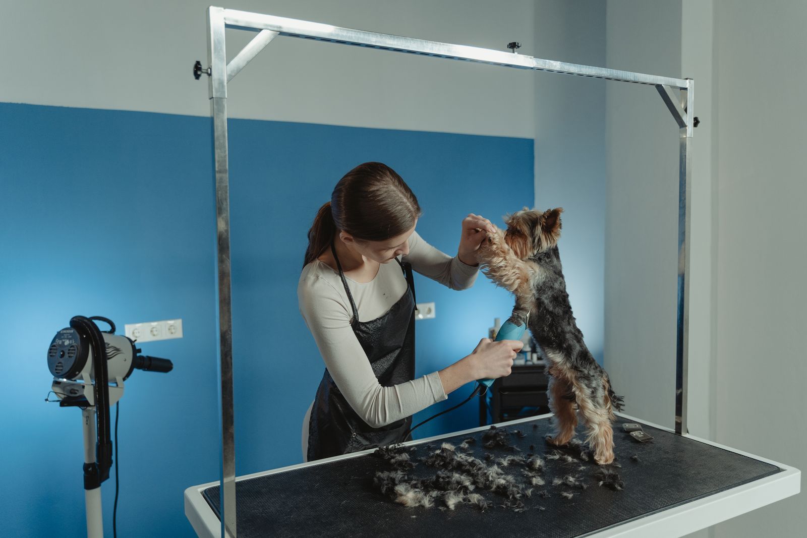 A groomer carefully trimming a small dog on the grooming table