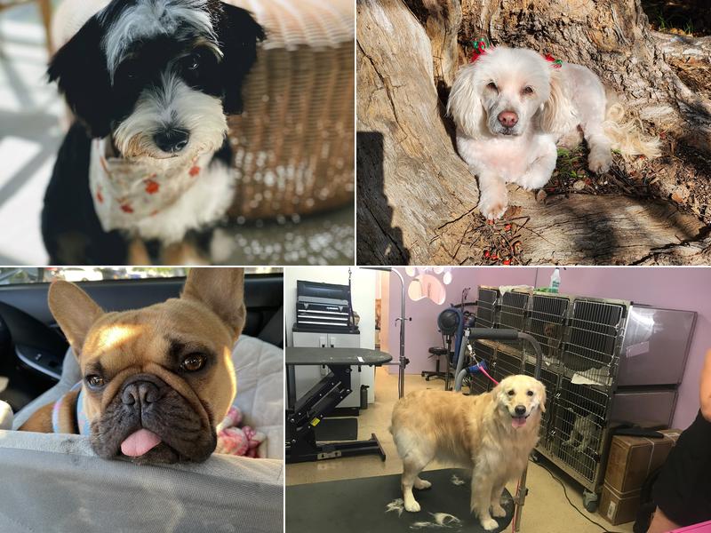 Happy freshly groomed dogs