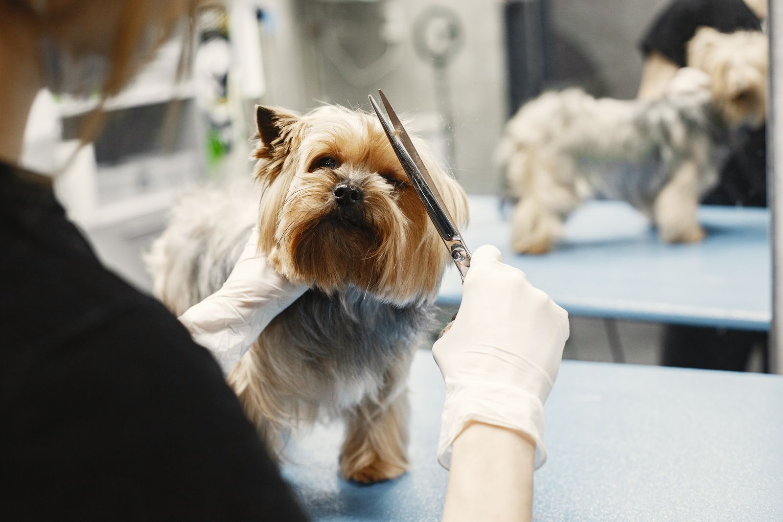 Close, careful scissor work around a dog's face